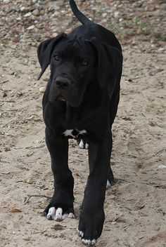 Black Great Dane Puppy: An Adorable Addition to Your Family 8 Black Great Dane Puppy