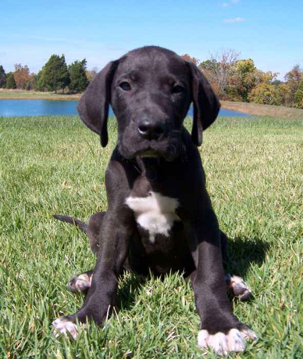 Black Great Dane Puppy: An Adorable Addition to Your Family 3 Black Great Dane Puppy