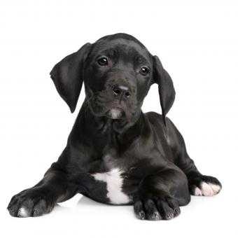 Black Great Dane Puppy: An Adorable Addition to Your Family 15 Black Great Dane Puppy