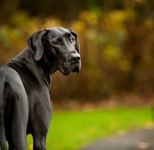 Black Great Dane Puppy: An Adorable Addition to Your Family 13 Black Great Dane Puppy
