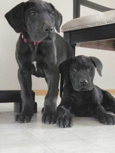 Black Great Dane Puppy: An Adorable Addition to Your Family 24 Black Great Dane Puppy
