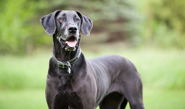 Black Great Dane Puppy: An Adorable Addition to Your Family 26 Black Great Dane Puppy