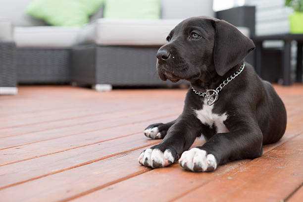 Black Great Dane Puppy: An Adorable Addition to Your Family 11 Black Great Dane Puppy