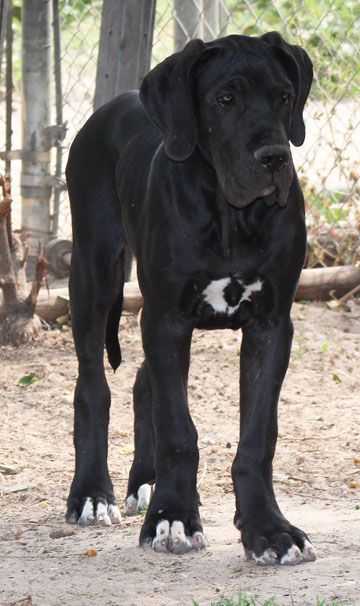 Black Great Dane Puppy: An Adorable Addition to Your Family 14 Black Great Dane Puppy