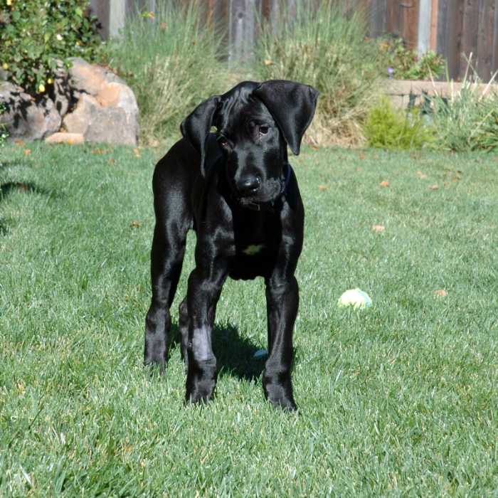 Black Great Dane Puppy: An Adorable Addition to Your Family 7 Black Great Dane Puppy