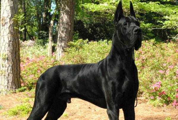 Black Great Dane Puppy: An Adorable Addition to Your Family 20 Black Great Dane Puppy