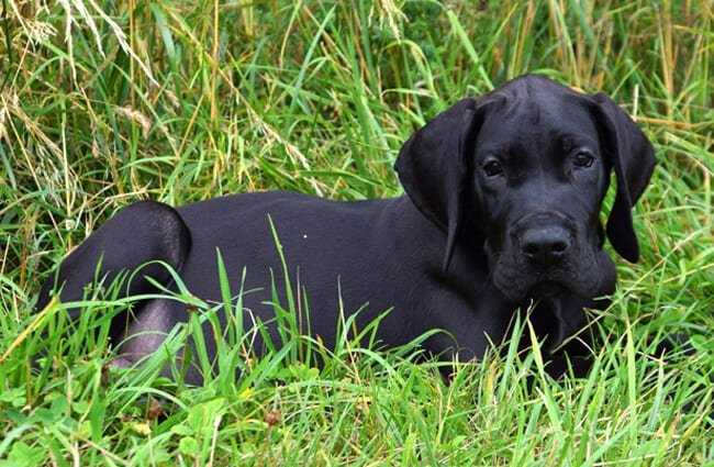 Black Great Dane Puppy: An Adorable Addition to Your Family 9 Black Great Dane Puppy