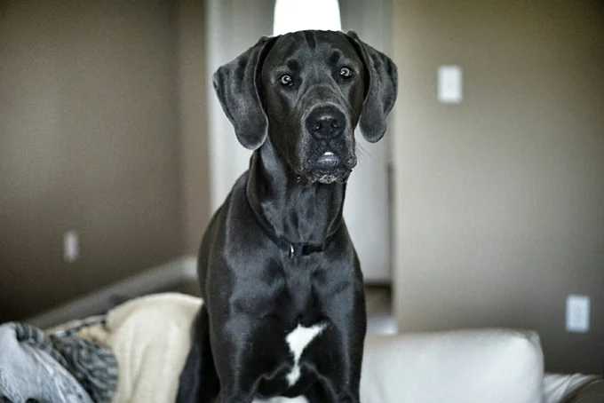 Black Great Dane Puppy: An Adorable Addition to Your Family 34 Black Great Dane Puppy