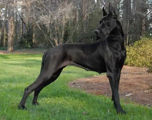 Black Great Dane Puppy: An Adorable Addition to Your Family 12 Black Great Dane Puppy