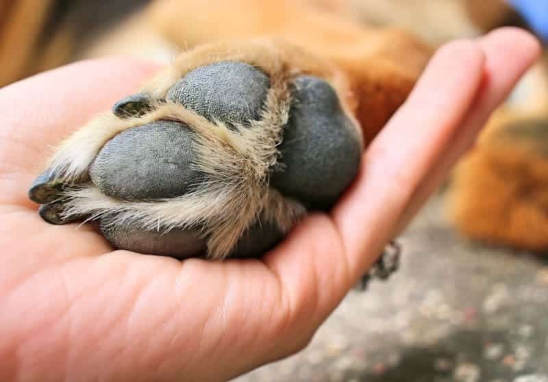 The 7 Best Dog Nail Clippers: Great Dane Toenail Problems 4 Great Dane Toenail Problems