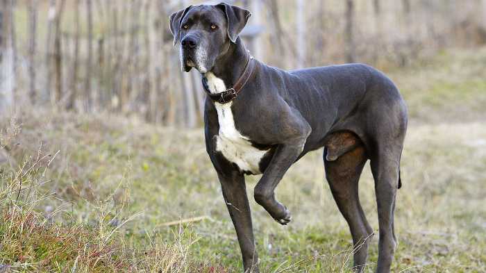 Why Does My Dog Sit on Me?: The Fascinating Science of Why Dogs Like to Cuddle 4 Why Does My Dog Sit on Me?