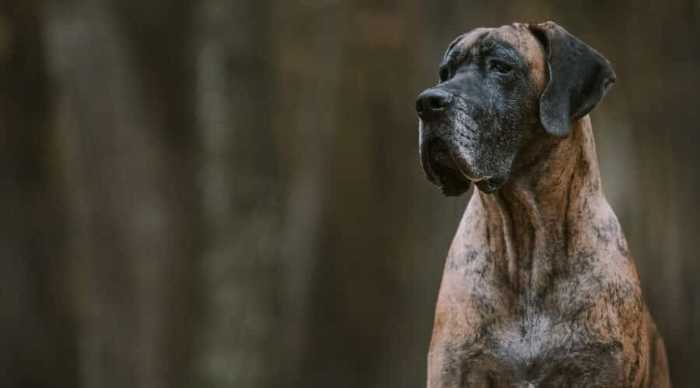 Don't Make These E-Collar Mistakes! 6 image 48