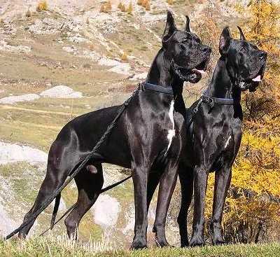 Great Dane Recall with an E Collar: The Ultimate Guide 14 recall with an e collar