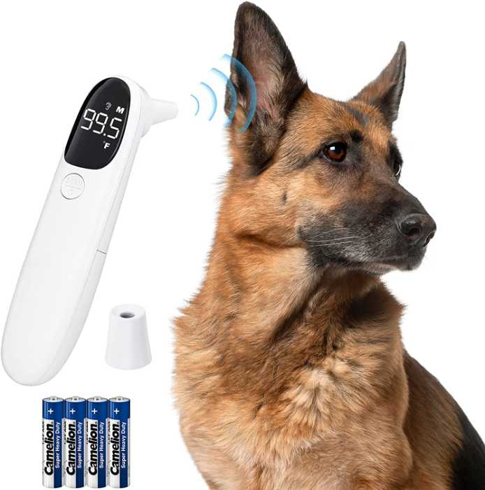 WHAT TEMPERATURE IS IDEAL FOR GREAT DANE? GREAT DANE TEMPERATURE AND WEATHER REQUIREMENTS 16 image 61