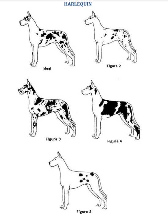 The Magnificent Harlequin Great Dane 5 HARLEQUIN GREAT DANE