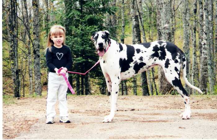 The Magnificent Harlequin Great Dane 4 HARLEQUIN GREAT DANE