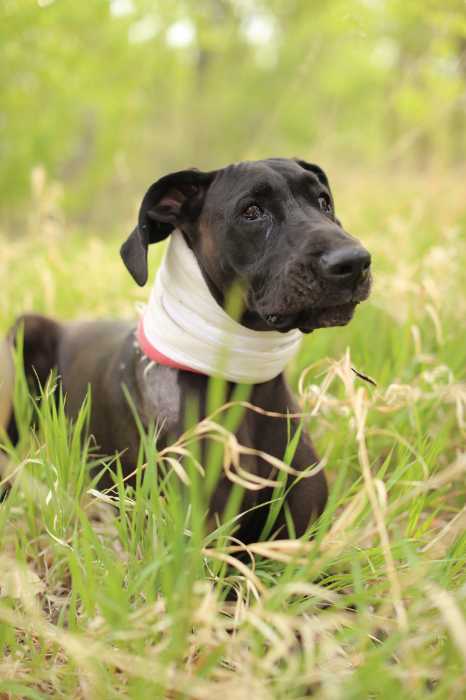 The 10 Most Adorable Great Dane Pictures 7 GREAT DANE PICTURES