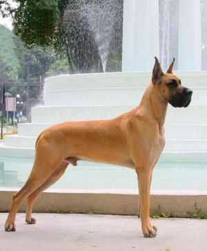 The Top 5 Adorable Facts About Great Dane Brindle Dogs 16 Great Dane Brindle