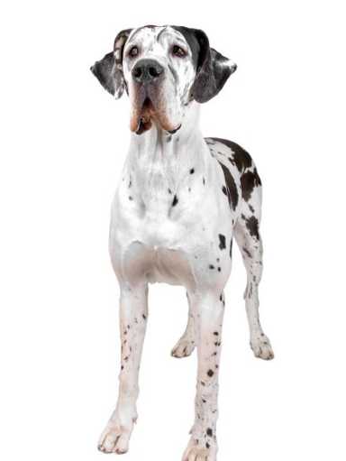 The Top 5 Adorable Facts About Great Dane Brindle Dogs 17 Great Dane Brindle