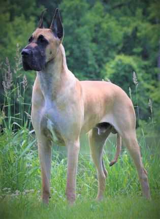 The Top 5 Adorable Facts About Great Dane Brindle Dogs 15 Great Dane Brindle