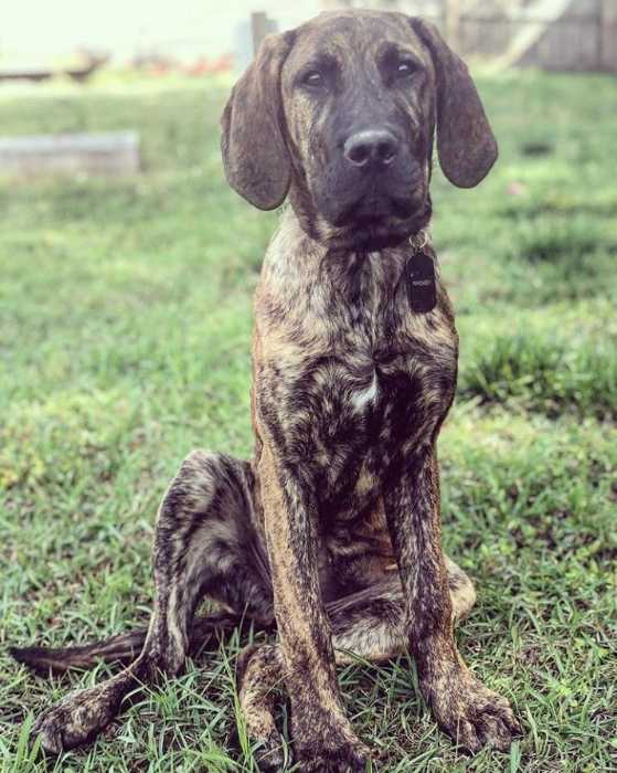 The Top 5 Adorable Facts About Great Dane Brindle Dogs 3 Great Dane Brindle