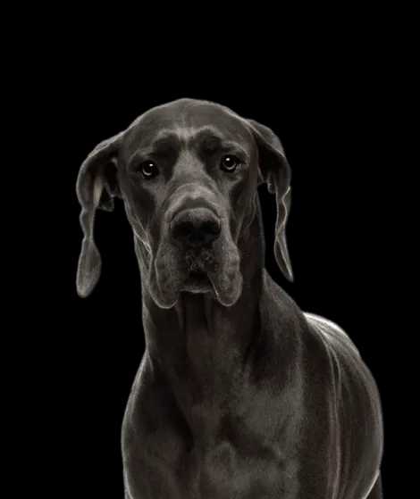 The Top 5 Adorable Facts About Great Dane Brindle Dogs 21 Great Dane Brindle