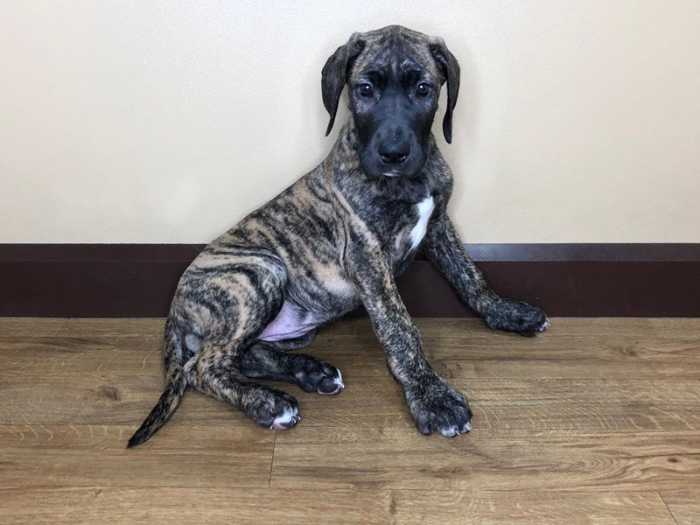 The Top 5 Adorable Facts About Great Dane Brindle Dogs 4 Great Dane Brindle