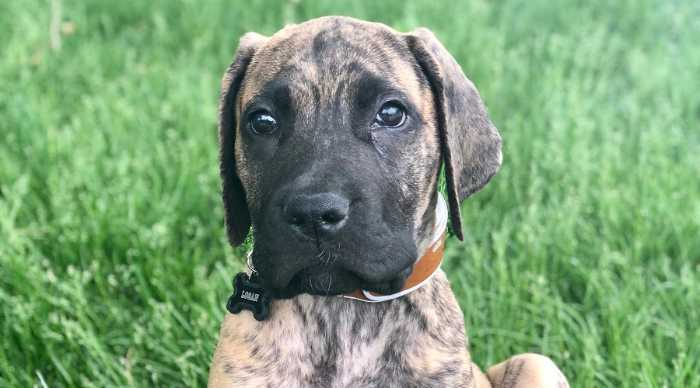 The Top 5 Adorable Facts About Great Dane Brindle Dogs 9 Great Dane Brindle