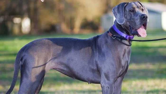 The Top 5 Adorable Facts About Great Dane Brindle Dogs 20 Great Dane Brindle