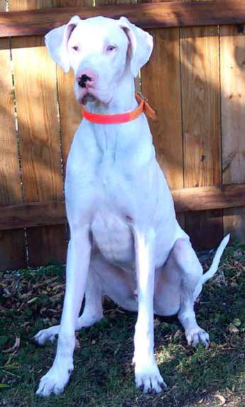 The Top 5 Adorable Facts About Great Dane Brindle Dogs 23 Great Dane Brindle