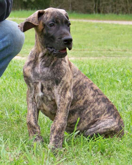 How to Find and Choose the Best Dog Trainer for Your Great Dane 6 image 90