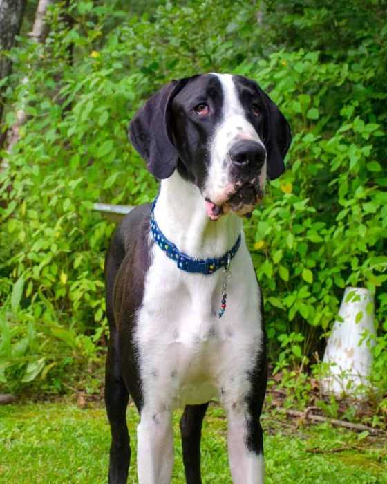 The Top 5 Adorable Facts About Great Dane Brindle Dogs 13 Great Dane Brindle