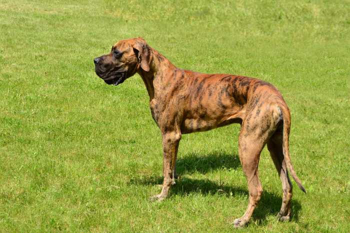 The Top 5 Adorable Facts About Great Dane Brindle Dogs 8 Great Dane Brindle