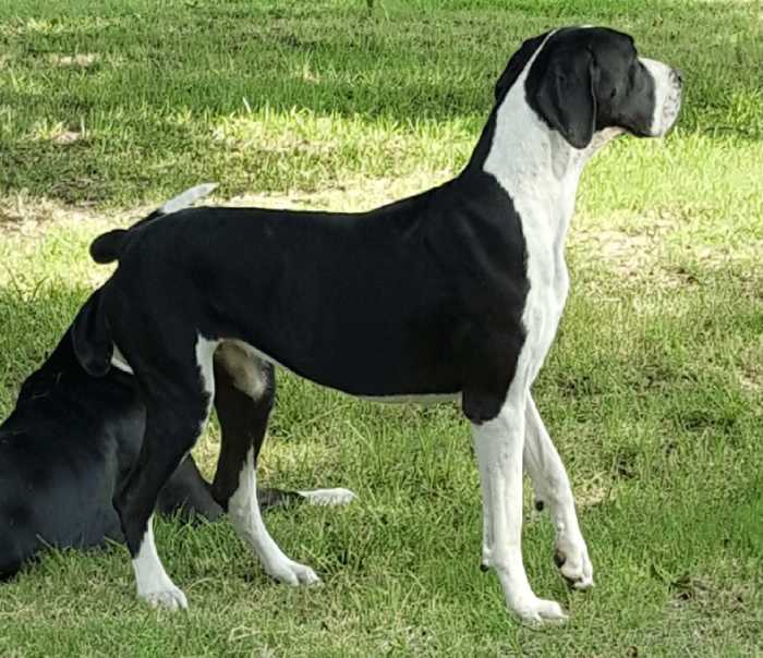 The Top 5 Adorable Facts About Great Dane Brindle Dogs 14 Great Dane Brindle
