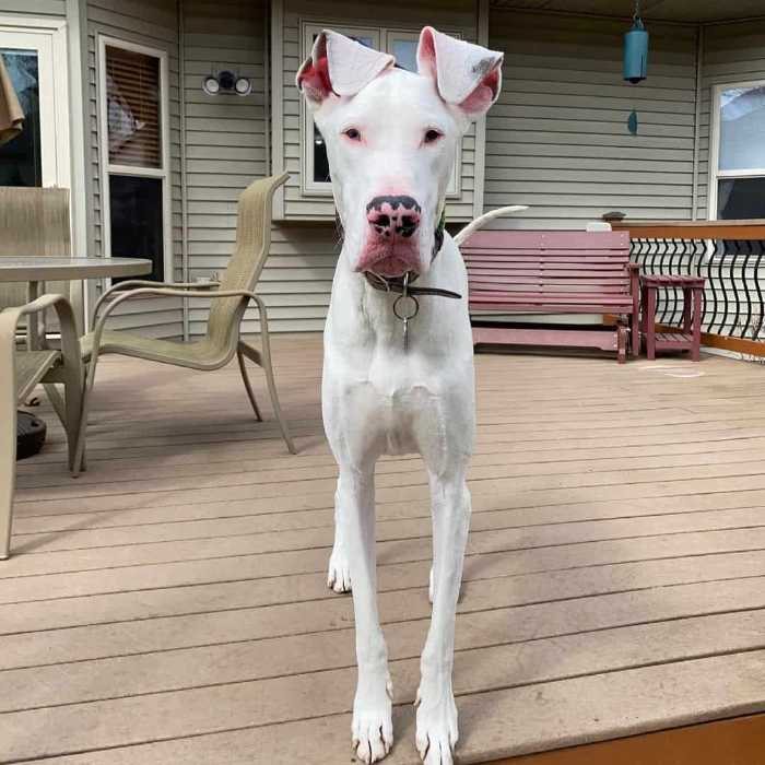 The Top 5 Adorable Facts About Great Dane Brindle Dogs 24 Great Dane Brindle
