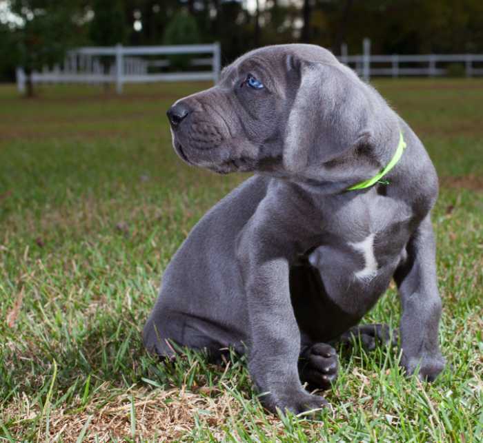 The Top 5 Adorable Facts About Great Dane Brindle Dogs 19 Great Dane Brindle