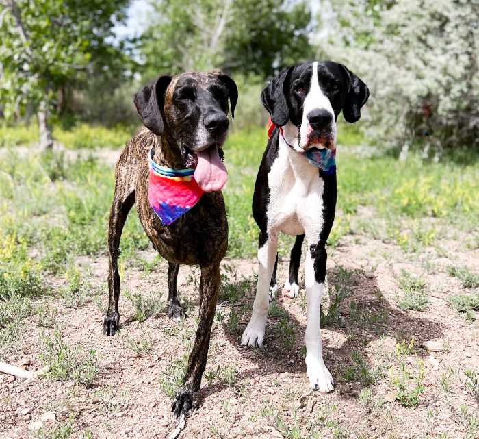 Gentle Leader vs. Prong Collar: Which is Better for Your Dog? 5 image 97