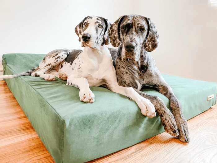 Magnificent Fawn Great Danes: 7 Awesome Things to Buy for a Fawn Great Dane 3 image 99