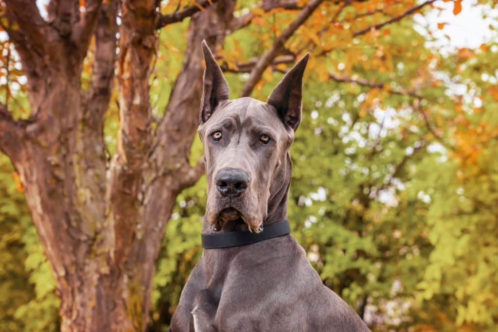 10 Steps to Caring for a Great Dane: Everything You Need to Know 14 Caring for a Great Dane