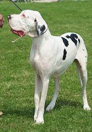 The Magnificent Harlequin Great Dane 18 HARLEQUIN GREAT DANE
