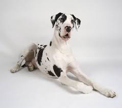 The Magnificent Harlequin Great Dane 9 HARLEQUIN GREAT DANE