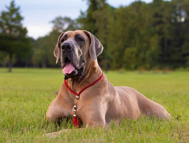 10 Steps to Caring for a Great Dane: Everything You Need to Know 18 Caring for a Great Dane