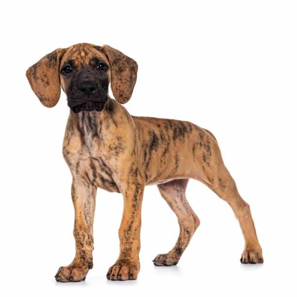The Many Great Dane Spots, Colors and Stripes 8 Great Dane Spots