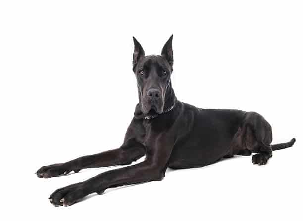 How Much Does a Great Dane Eat? The #1 Truth About the World's Largest Dog Breed 4 How Much Does a Great Dane Eat?