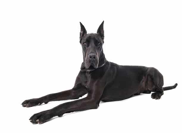 are there miniature great danes