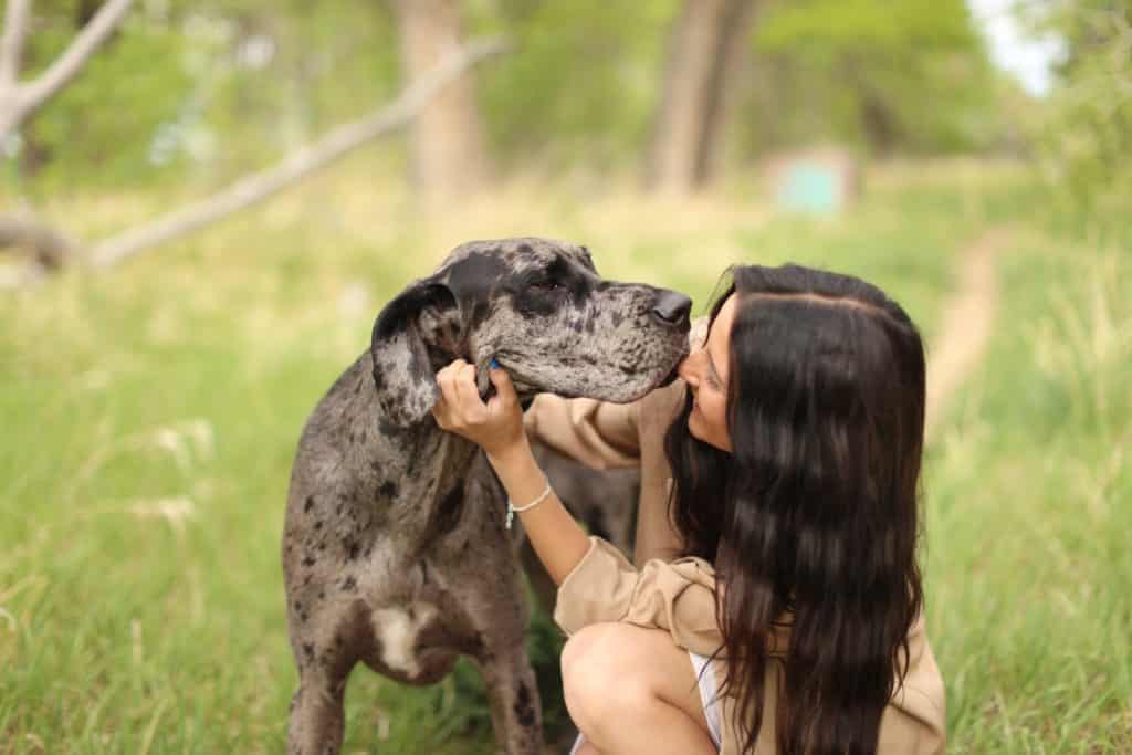 Great Dane Merle