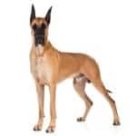 Great Dane Puppy Food 15 main qimg 0640dc1ddf44529f7dea250c31d33357 lq