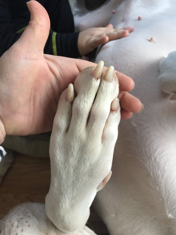 The 7 Best Dog Nail Clippers: Great Dane Toenail Problems 2 Great Dane Toenail Problems