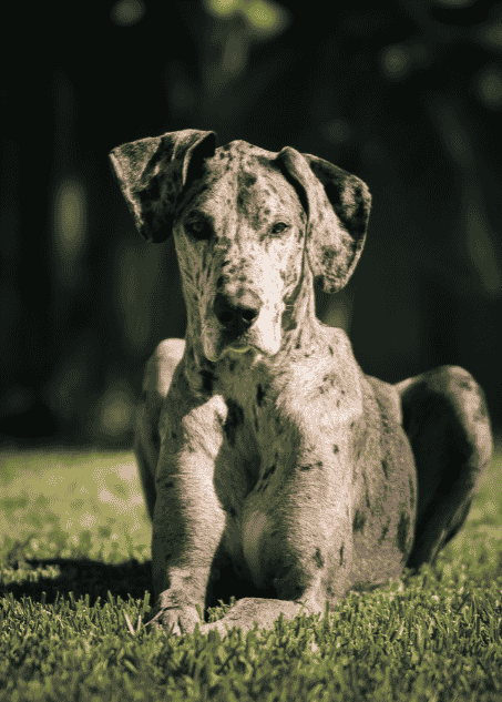 Ibuprofen Poisoning in Dogs: Acting Quickly if Your Dog is in Danger 10 Ibuprofen Poisoning in Dogs