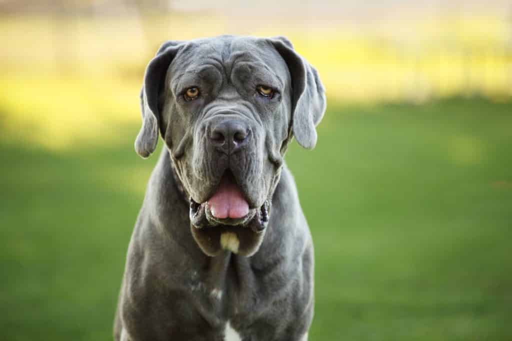 Caring for a Great Dane